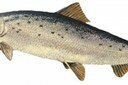 Atlantic Salmon Numbers Dropping