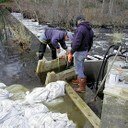 Upstream Battle: Fishes Shun Modern Dam Passages, Contributing to Population Declines