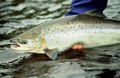 Endangered and Threatened Marine Species Recovery Grant Awarded to Penobscot Indian Nation