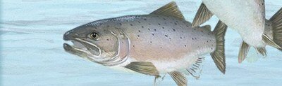 Greenlandic Fishery Continues to Catch Imperiled Atlantic Salmon