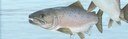 Greenlandic Fishery Continues to Catch Imperiled Atlantic Salmon