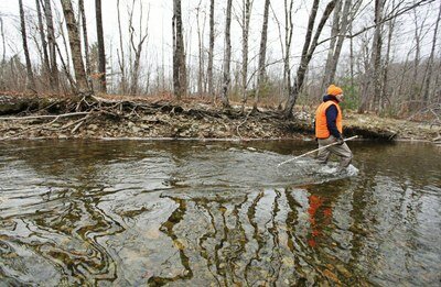 Planting of Atlantic salmon eggs in Kennebec River starting to pay dividends; over the past four years, more wild adult salmon are returning to the hatching grounds.
