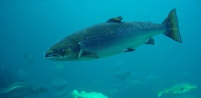 Salmon Smolts Survive the Dam but Die Downstream