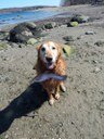 Bailey and his fish are on the Eastern side of Sears island at low tide