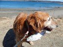 Bailey and alewife at Sears Island causeway