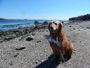 Bailey with salmon, eastern shore Sears Island