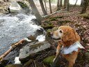 Bailey and the salmon are checking out an arch culvert with a natural bottom, set at the right elevation to be more or less "invisible" to aquatic organizisms moving through it!