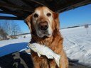 Bailey's Alewife has made it to Pushaw Lake. A new fishway here will allow fish to swim to 8,000 acres of premium spawning habitat. In this picture, Bailey is at the town landing.