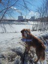 The fish navigated past the former Veazie Dam site and made their way up to Bradley, across the river from Old Town Fuel and Fiber. This is the former site of Great Works Dam, which was removed in 2012. 