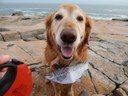 Bailey and his salmon at the tip of Schoodic Point with the deep blue sea beyond. All the salmon swimming back to the Penobscot watershed pass by this point!