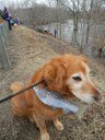 Bailey and flat salmon at Kenduskeag Race at Six Mile Falls