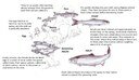 salmo_lifecycle.jpg