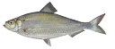 Alewife (Alosa pseudoharengus)