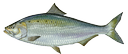 American Shad (Alosa sapidissima)