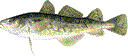 Atlantic Tomcod (Microgadus tomcod)