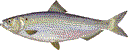 Blueback Herring (Alosa aestivalis)