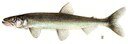 Rainbow Smelt (Osmerus mordax)