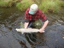 Atlantic salmon adult