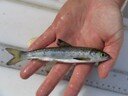 Atlantic salmon smolt