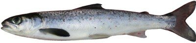 Atlantic salmon smolt