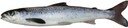 Atlantic salmon smolt