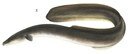 American eel illustration.