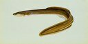 Illustration of an American eel (Anguilla rostrata).