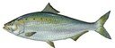 Illustration of an American shad (Alosa sapidissima).