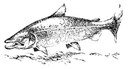 Black and white illustration of Atlantic salmon (Salmo salar).