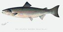 Atlantic salmon illustration.