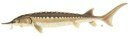 Atlantic sturgeon illustration.