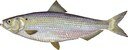 Illustration of a Blueback Herring (Alosa aestivalis).