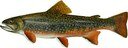 Illustration of a brook trout (Salvelinus fontinalis).