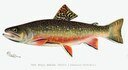 Brook trout male illustration.