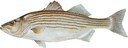 Illustration of striped bass (Morone saxatilis).